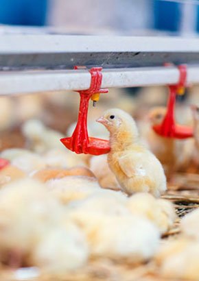 畜牧機(jī)械解決方案